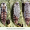 pyrgus melotis pupa1a